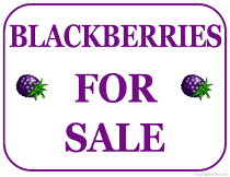 Blackberries For Sale Sign